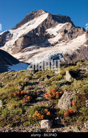 Mount Hood über alpine Pinsel auf Barrett Sporn Mount Hood Wildnis Mount Hood National Forest Oregon Stockfoto