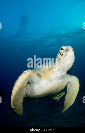 Grüne Meeresschildkröte, Chelonia Mydas, im seichten Wasser schwimmen.