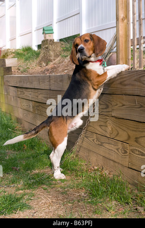 Porträt eines jungen Tri farbige Beagle Welpen stehend gegen eine Wand Stockfoto