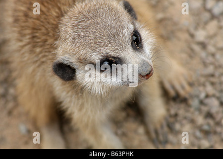 Stock Foto von einem Baby-Erdmännchen-Welpen Stockfoto