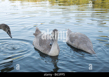 3 Geschwister Cygnets in Studley Royal Water Garden, Ripon Stockfoto