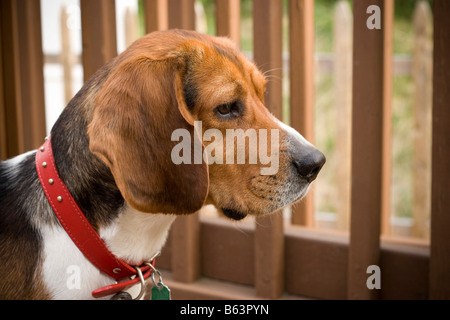 Porträt eines jungen Tri farbige Beagle Welpen Stockfoto