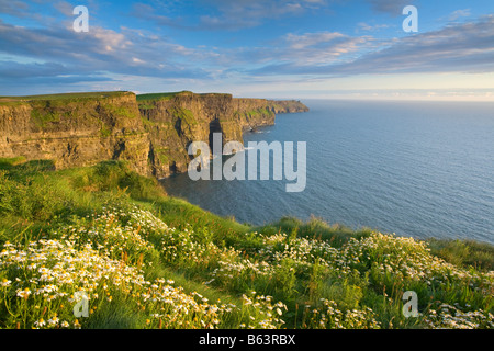 Abend-Gänseblümchen auf den Cliffs of Moher, County Clare, Irland. Stockfoto