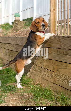 Porträt eines jungen Tri farbige Beagle Welpen wird neugierig und springen oben auf der Stützmauer Stockfoto