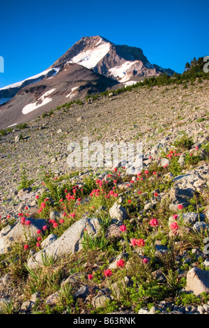 Mount Hood über einen Patch der Pinsel auf Barrett Sporn Mount Hood Wildnis Mount Hood National Forest Oregon Stockfoto