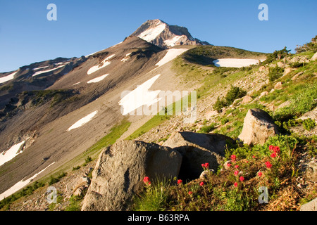 Mount Hood über einen Patch der Pinsel auf Barrett Sporn in der Mount Hood Wildnis Mount Hood National Forest Oregon Stockfoto