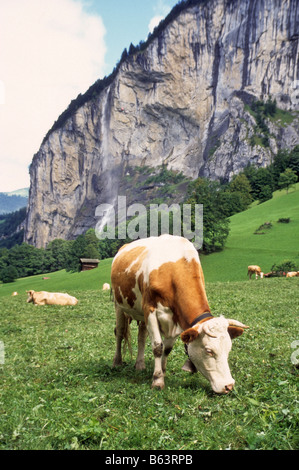 Kuh nascht Rasen auf Schweizer Hof in der Nähe von Lauterbrunnen. Stockfoto