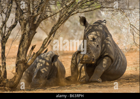 wilde Breitmaulnashorn Rhino CERATOTHERIUM Simum in Akazien Wald Südafrika Südafrika Ambiente Porträt Schlaf schlafen u Stockfoto