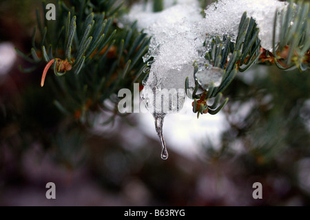 Nahaufnahme der Winter Eis und Schnee auf einer Kiefer. Stockfoto