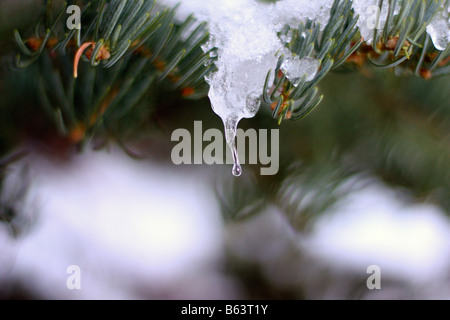 Nahaufnahme der Winter Eis und Schnee auf einer Kiefer. Stockfoto