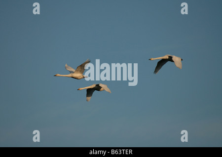 Whooper Schwäne Cygnus Cygnus fliegt über die Welney Waschanlagen Stockfoto