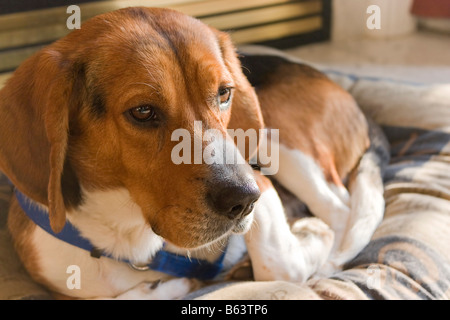 Porträt eines jungen Tri farbige Beagle Welpen auf ihren Bett Stockfoto