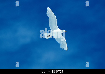 Mouette Ivoire Elfenbeinmoewe Elfenbein Gull Pagophila Eburnea Tiere Arktis Arktis Vögel Elfenbeinmoewen Europa Europe Möwen Larid Stockfoto