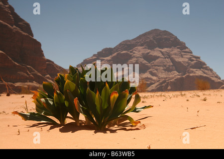 Kämpfen in der jordanischen Wüste Sukkulenten Stockfoto