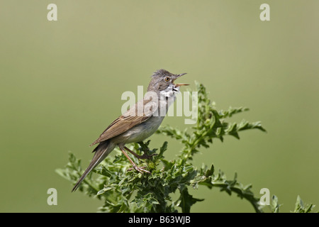 Dorngrasmücke Sylvia Communis Whitethroat Stockfoto