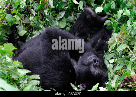 Mountain Gorilla Gorilla Beringei schlafen schlafen schlafen, ausruhen, ruhen im Parc Nationale des Vulkane währenddessen Stockfoto