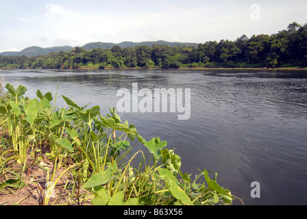 PERIYAR FLUß IN THATTEKAD VOGELSCHUTZGEBIET, KERALA Stockfoto