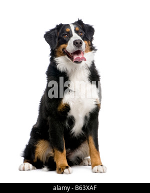 Berner Sennenhund 15 Monate vor einem weißen Hintergrund Stockfoto