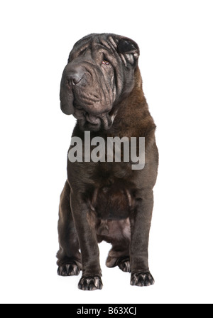 Sharpei 10 Monate vor einem weißen Hintergrund Stockfoto