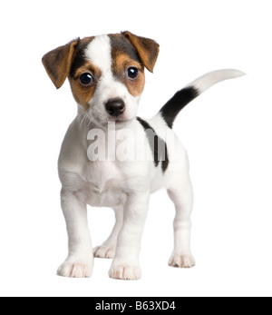 Welpen Jack Russell 8 Wochen vor einem weißen Hintergrund Stockfoto