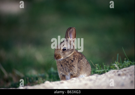 Lapin de Garenne Wildkaninchen wilde Kaninchen Oryctolagus Cuniculus Tiere Australien Australien Hasen Hase Europa Europa Hasena Stockfoto