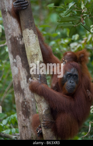 Orang-Utan [Pongo Pygmaeus] mit Kleinkind Kletterbaum in Tanjung Puting NP Borneo Stockfoto