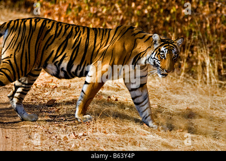 Umzug auf die trockene Gräser des trockenen laubwechselnden Wald von Ranthambore Tiger Tiger reservieren bei Sonnenaufgang Stockfoto