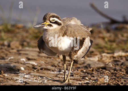 Große dicke Knie Esacus Recurvirostris tun die gebrochenen Flügel anzeigen in Ranthambhore National park Stockfoto