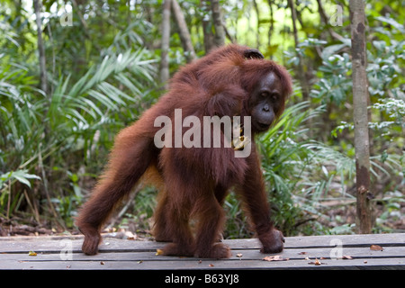 Orang-Utan [Pongo Pygmaeus] mit Kleinkind im Camp Leakey Futterstation in Tanjung Puting NP Borneo Stockfoto