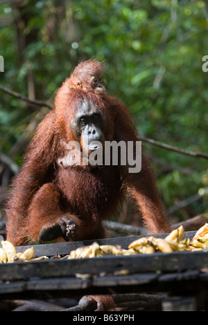 Orang-Utan [Pongo Pygmaeus] mit Kleinkind im Camp Leakey Futterstation in Tanjung Puting NP Borneo Stockfoto