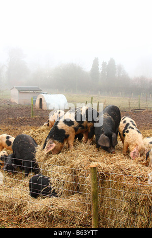 Schweine auf dem Bauernhof U.K. Stockfoto