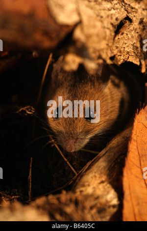 Woodmouse oder lange tailed Feldmaus Apodemus Sylvaticus unter Laub im Herbst Stockfoto