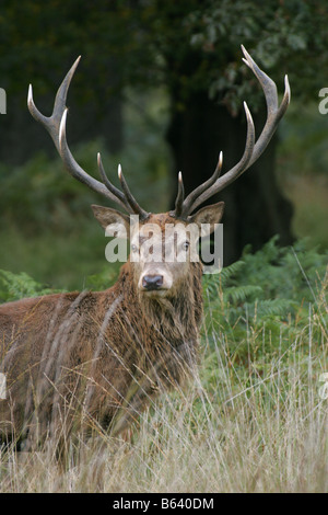 Rothirsch Cervus Elaphus Porträt des einzigen erwachsenen männlichen stehen lange Gras genommen Oktober Richmond Park in London UK Stockfoto