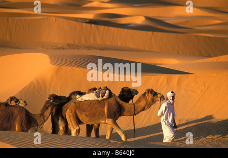 Algerien, Timimoun, Beduinen und Kamele. Wüste Sahara. Stockfoto