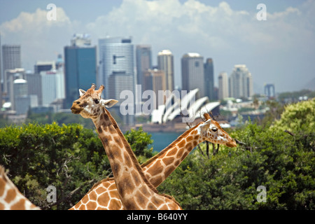 Australien, Giraffen. Hintergrund: Skyline von Sydney und Opernhaus. Stockfoto