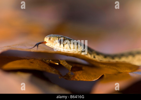 Die gemeinsamen östlichen Strumpfband-Schlange, sind Thamnophis Sirtalis in ganz Nordamerika verbreitet. Stockfoto