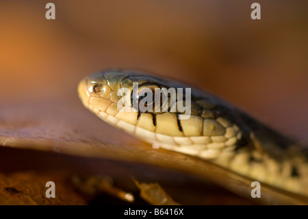 Die gemeinsamen östlichen Strumpfband-Schlange, sind Thamnophis Sirtalis in ganz Nordamerika verbreitet. Stockfoto