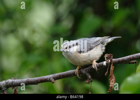 Sitta Europaea, der eurasische Kleiber Stockfoto