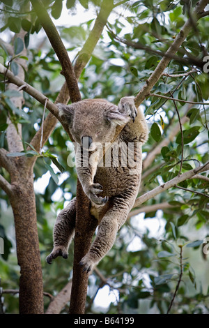 Australien, in der Nähe von Sydney. Featherdale Wildlife Park. Koala, schlafen, [Phascolarctos Cinereus] Stockfoto