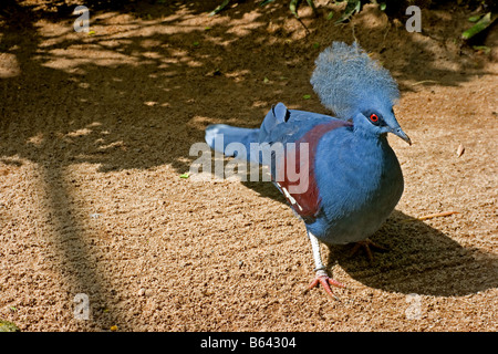 Blau-gekrönte Taube Stockfoto