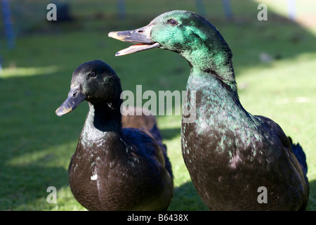 Cayuga Enten Stockfoto