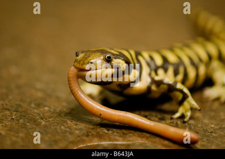 Eine Nahaufnahme von einem Tiger Salamander säumen, lächelnd, und genießen Sie einen Regenwurm Essen. Stockfoto