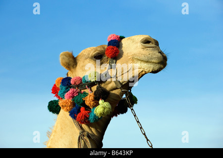 Ägypten, Kairo, Pyramiden von Gizeh, Camel Stockfoto