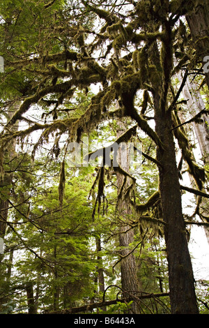 Alten Mannes Bart Usnea Longissima auf Western Hemlock Tsuga Heterophylla Baum im Wald Vancouver Island Kanada Stockfoto