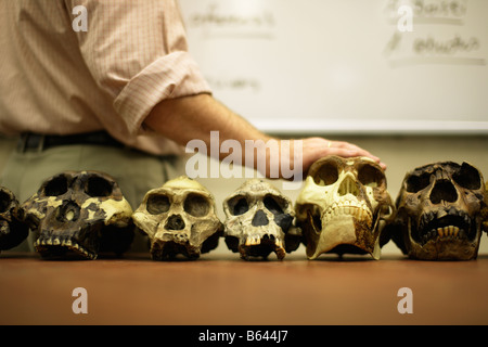 Mann, die Lehre der menschlichen Evolution mit Modell Schädel von menschlichen Vorfahren Stockfoto