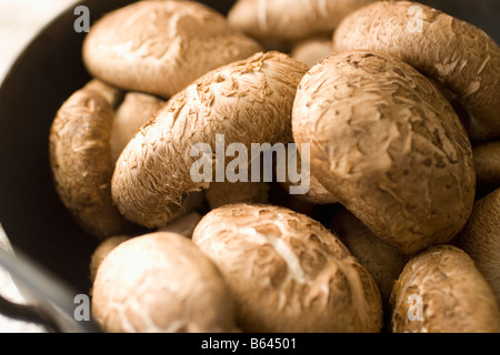 Shiitake Pilze zeigen die Muster mit der Bezeichnung Danko in das Kappen Stockfoto