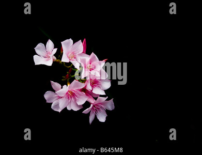 Blumen - rosa Oleander auf schwarzem Hintergrund - Isoliert auf Schwarz Stockfoto