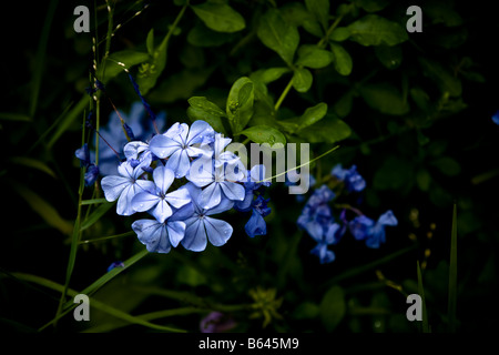 Blumen - Soft Focus - Blau Plumbago; Weitere Namen: Plumbago Auriculata, Kap Plumbago, oder Cape Leadwort - Vignettierten Stockfoto