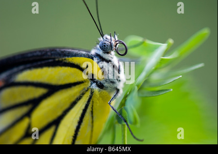 Delias Eucharis. Indische Isebel / gemeinsame Isebel Schmetterling im indischen Landschaftsschutzgebiet. Andhra Pradesh, Indien Stockfoto