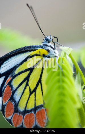 Delias Eucharis. Indische Isebel / gemeinsame Isebel Schmetterling im indischen Landschaftsschutzgebiet. Andhra Pradesh, Indien Stockfoto